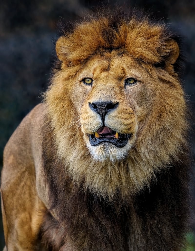 Serengeti